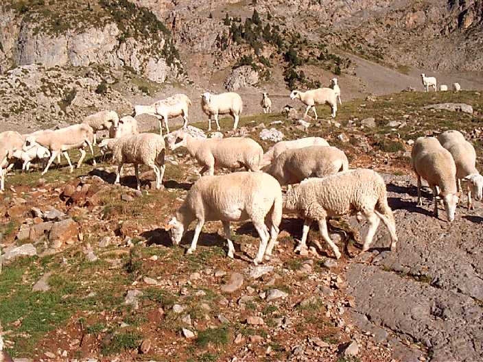 nos rodea un gran rebaño de ovejas