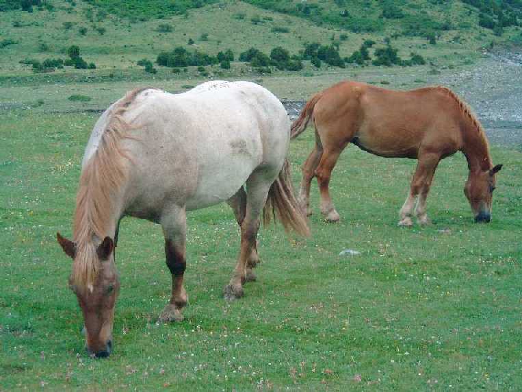 dos portentosos caballos