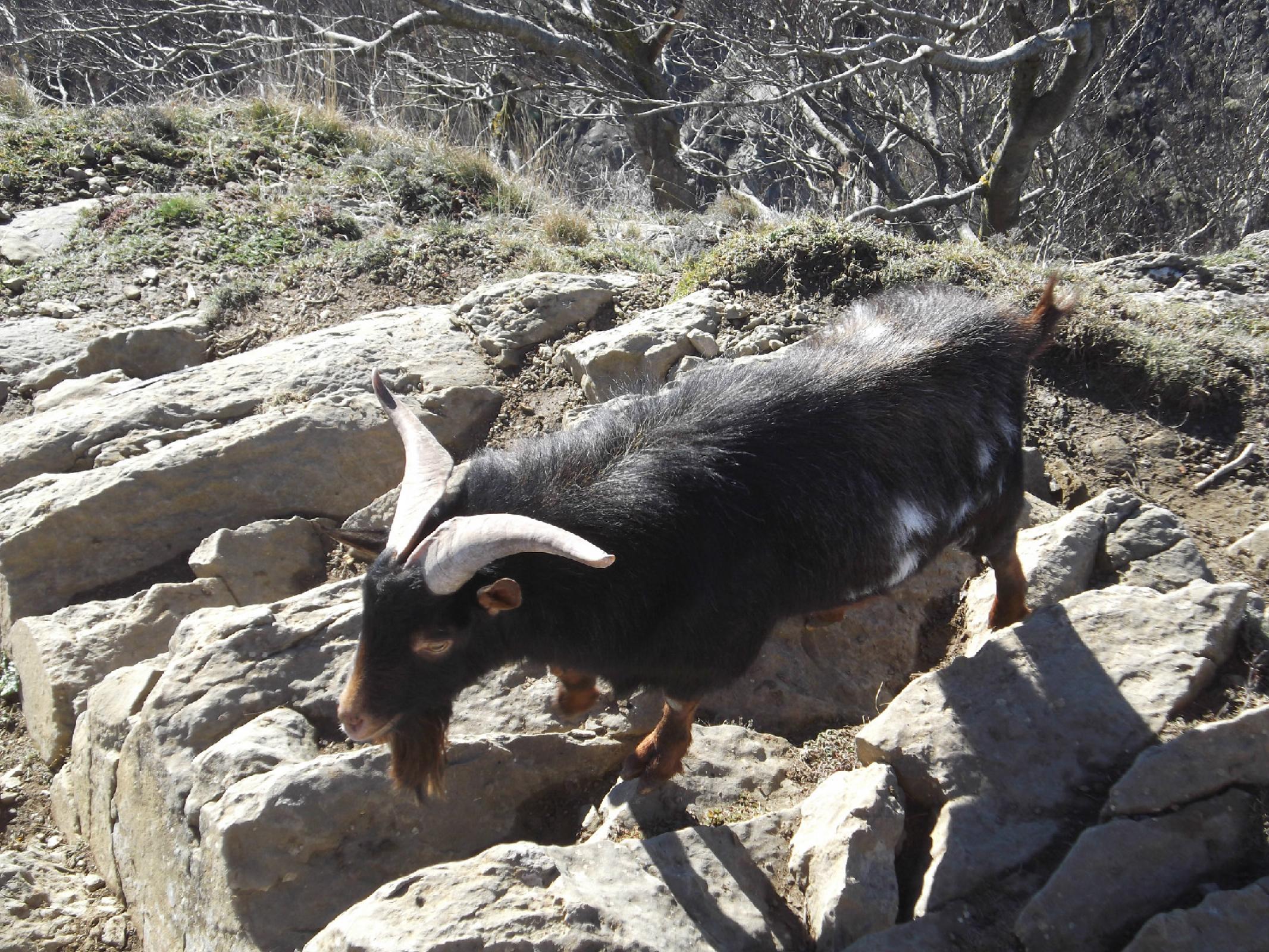 Visitant al cim del Puigsacalm