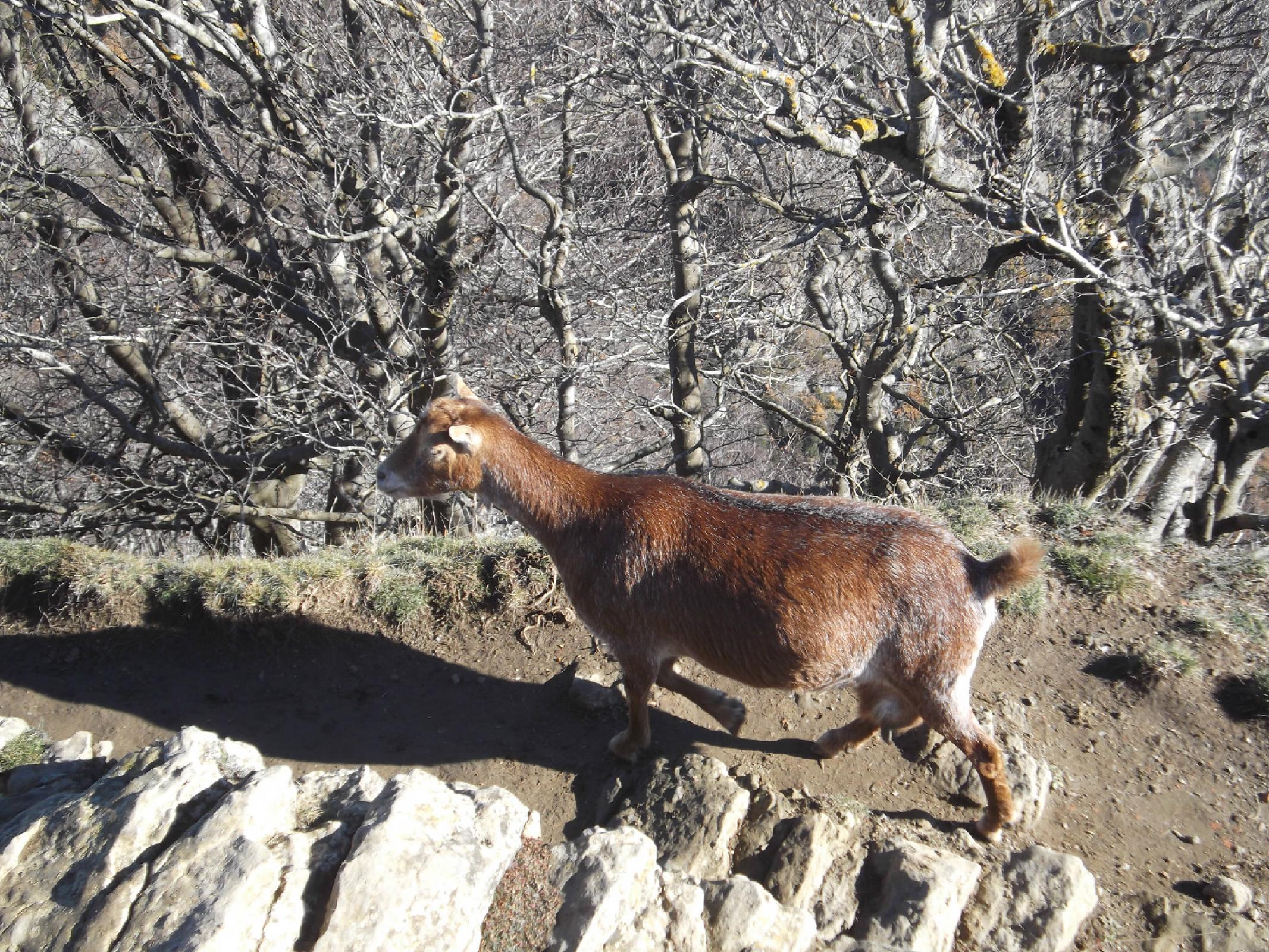 Visitant al cim del Puigsacalm