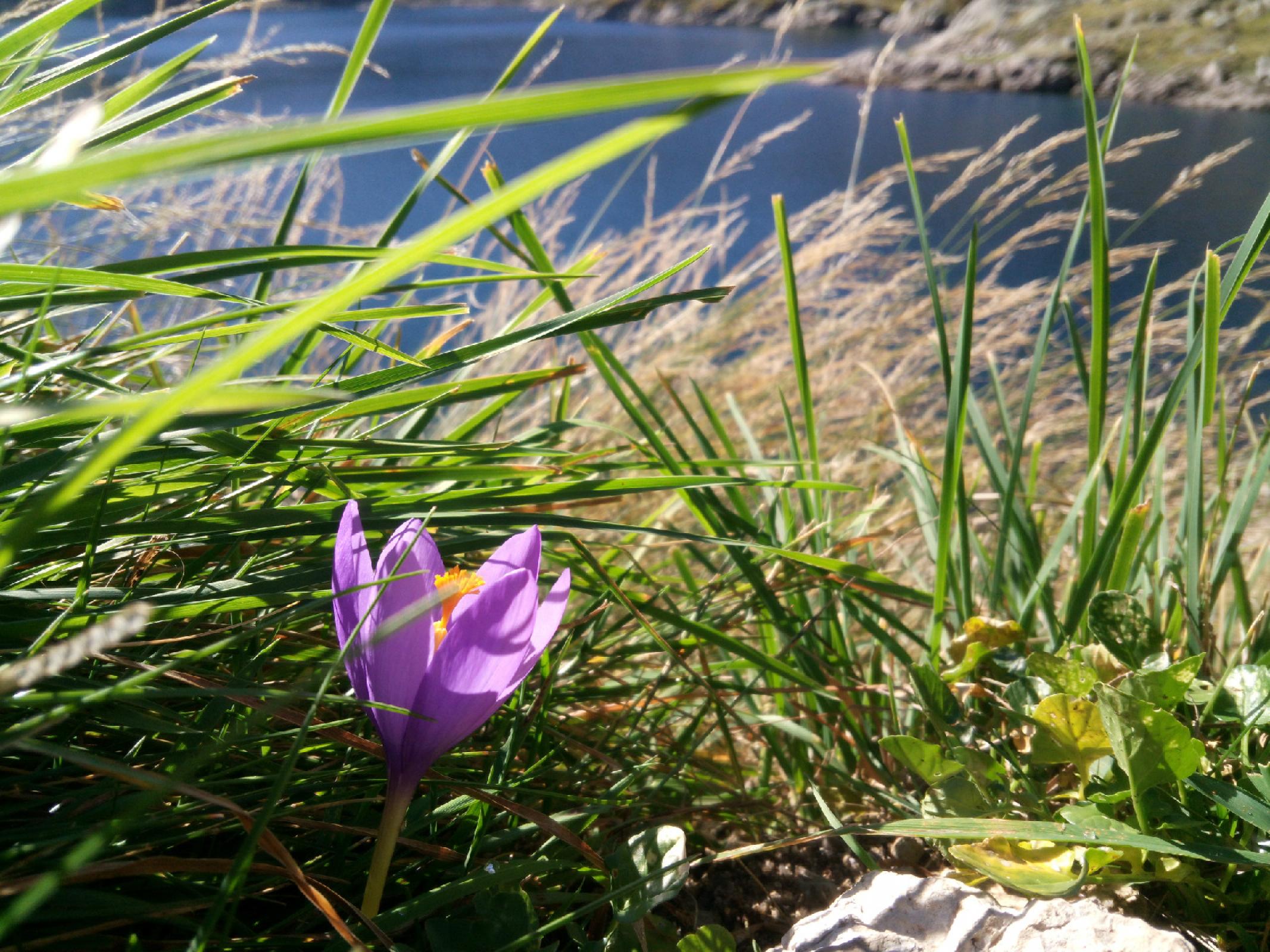 Flor lila típica de la zona