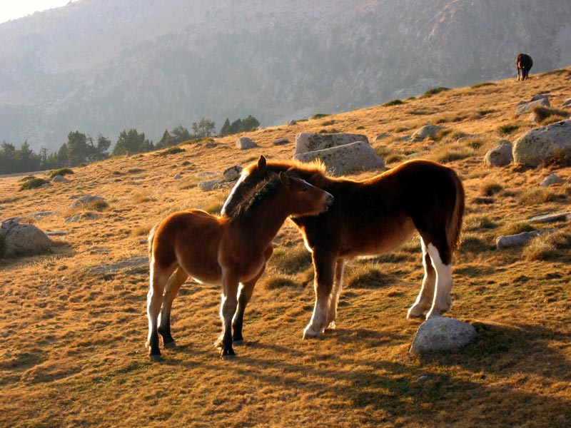Madre e hijo caballo al Pla de les Someres (2335 m), fin del camino monótono 