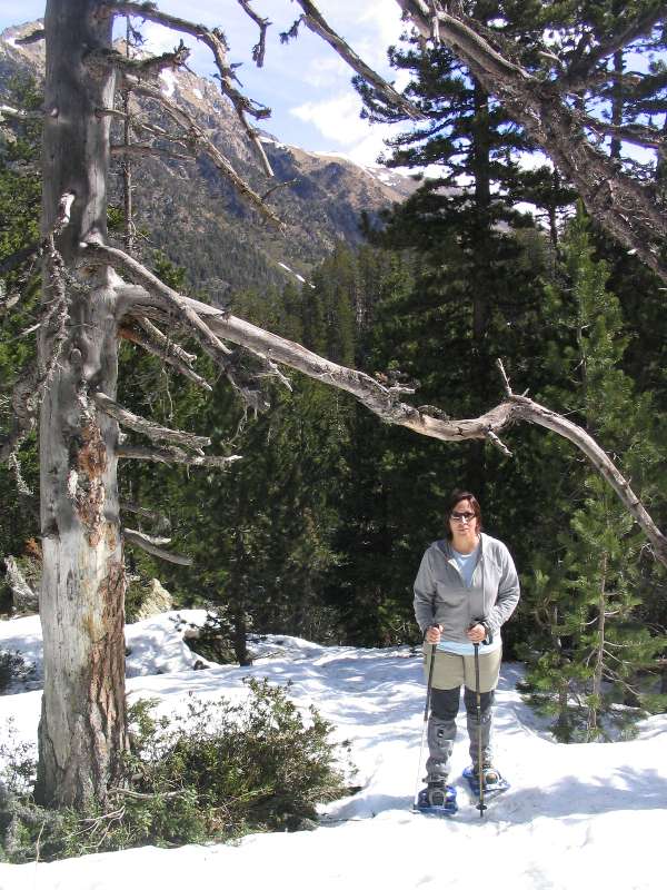 El camí guanya una mica d'alçada i s'endinsa al bosc 