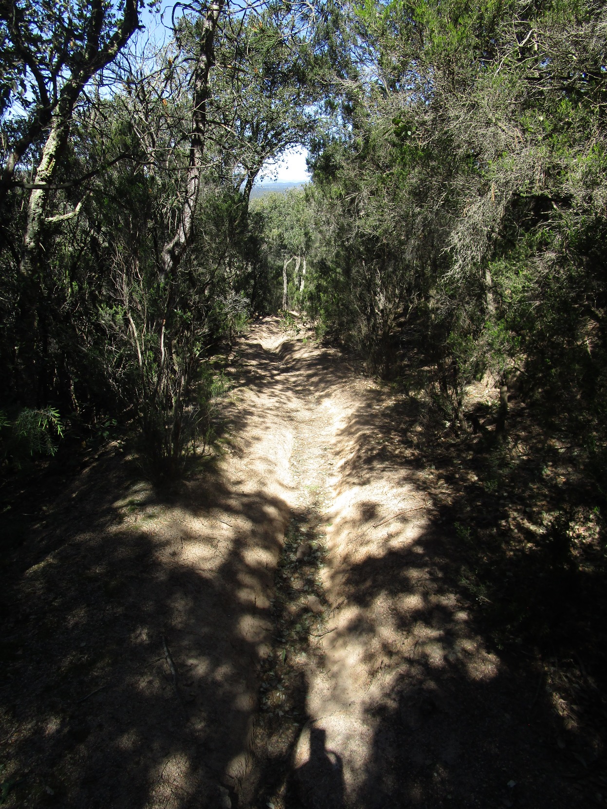 IMG 0558
