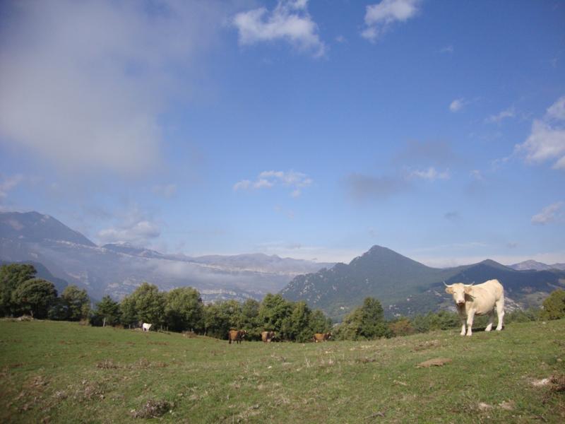 Menos mal que el paisaje vale la pena...¿y si seguimos a las vacas?