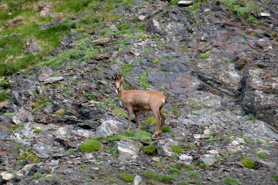 Un parell d'isards ens observen tranquils