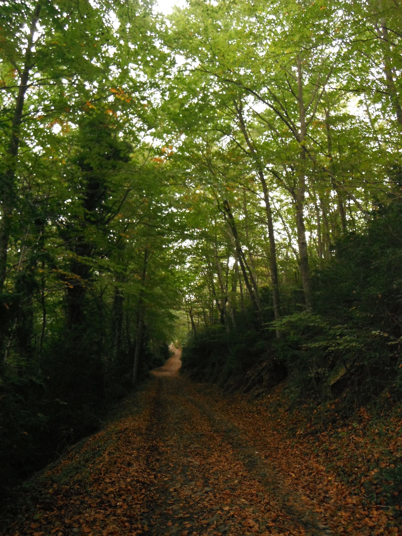 Pero de vez en cuando, el paseo se hace llevadero con los colores del otoño dándonos la bienvenida